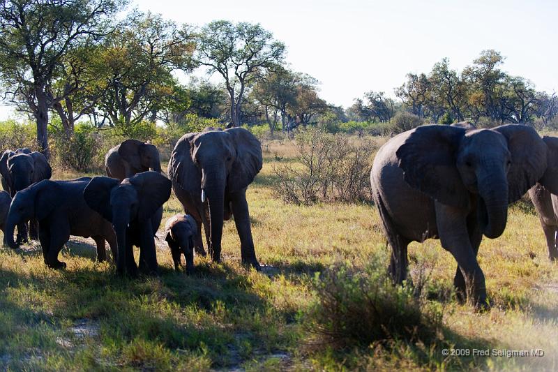 20090616_160747 D3 X1.jpg - Elephants